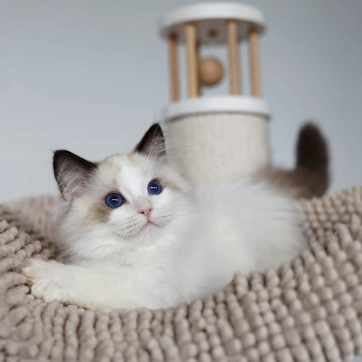 Pascal Ragdoll Kittens | Buy a kitten. 