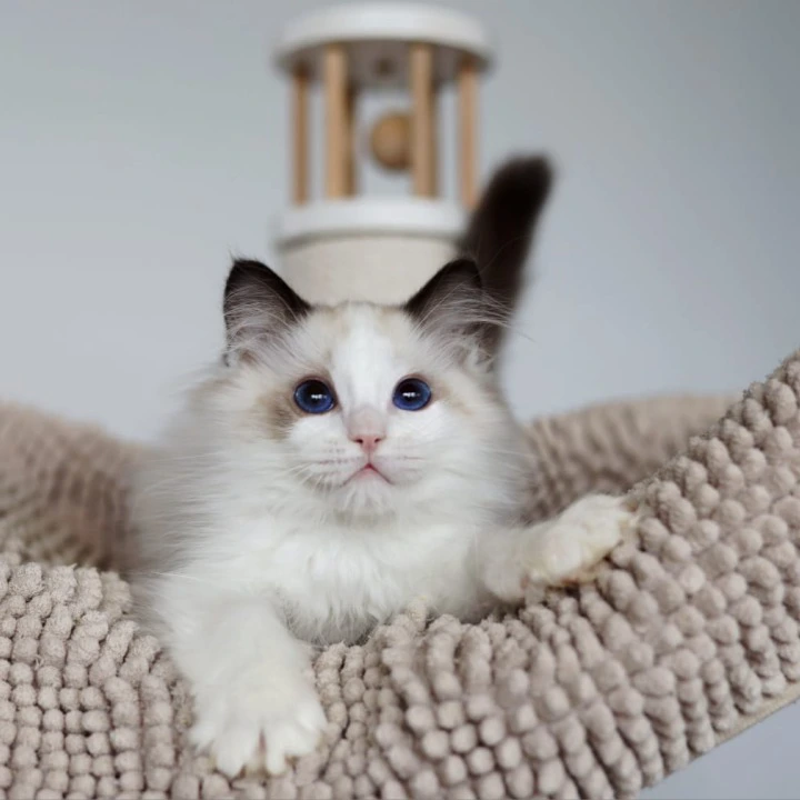 Pascal Ragdoll Kittens | Buy a kitten. 