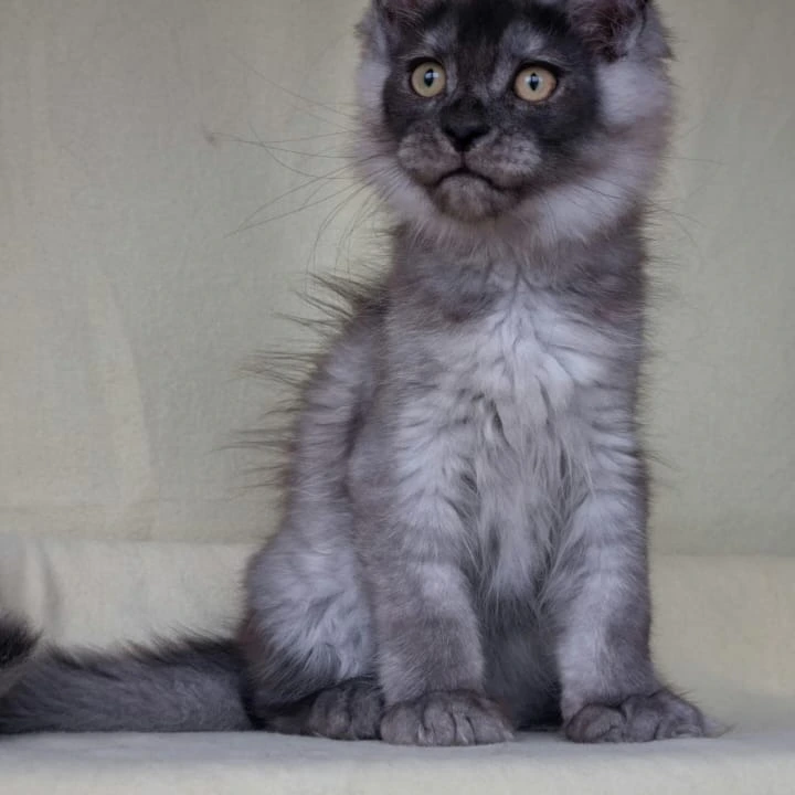 John Maine Coon Kittens | Large selection of kittens. 