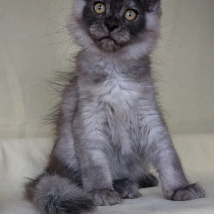 John Maine Coon Kittens | Large selection of kittens.