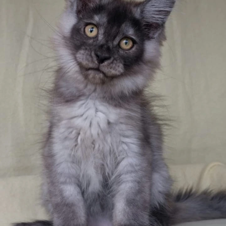John Maine Coon Kittens | Large selection of kittens.