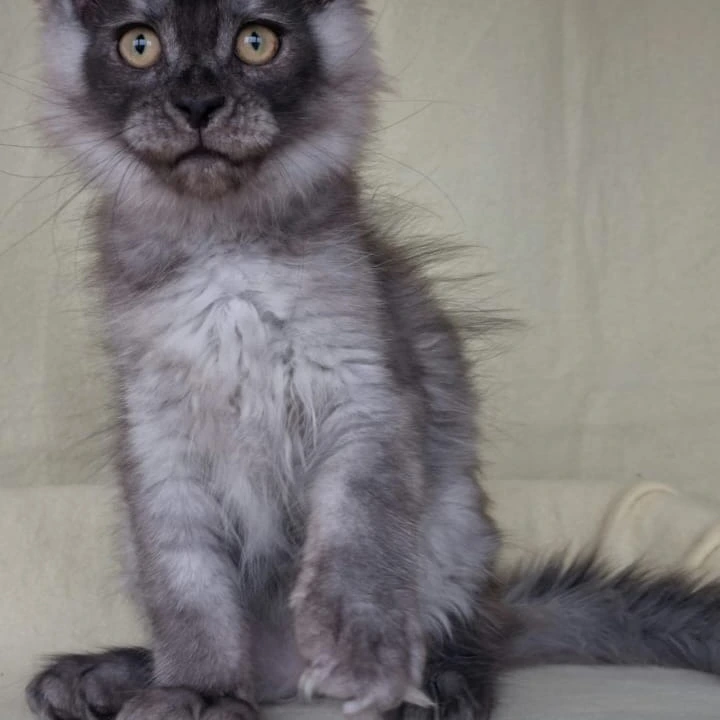 John Maine Coon Kittens | Large selection of kittens.
