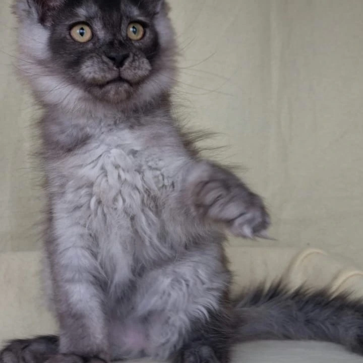 John Maine Coon Kittens | Large selection of kittens. 