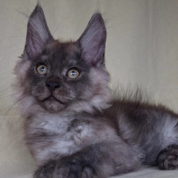 James Maine Coon Kittens | Kitten for sale. 