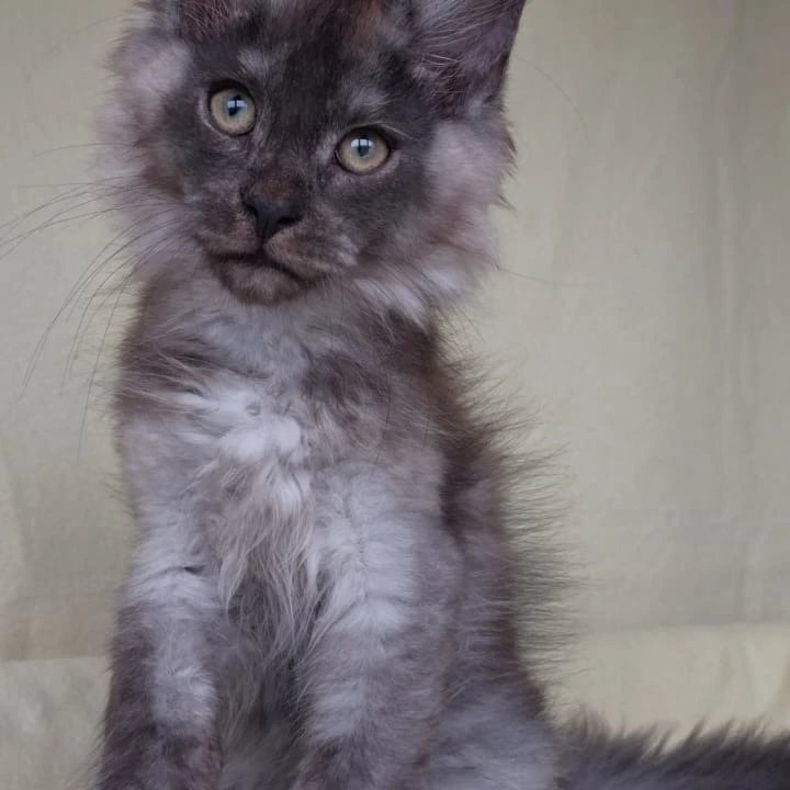 James Maine Coon Kittens | Kitten for sale. 
