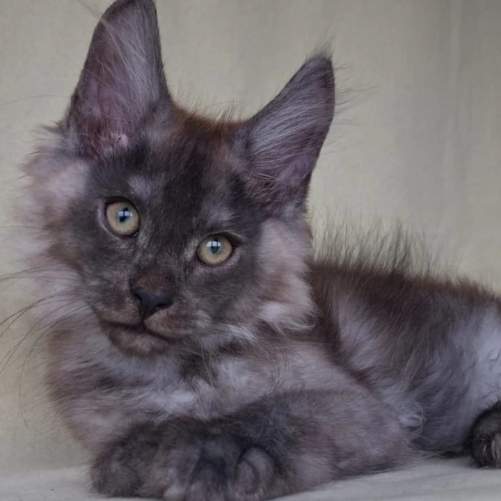 James Maine Coon Kittens | Kitten for sale. 