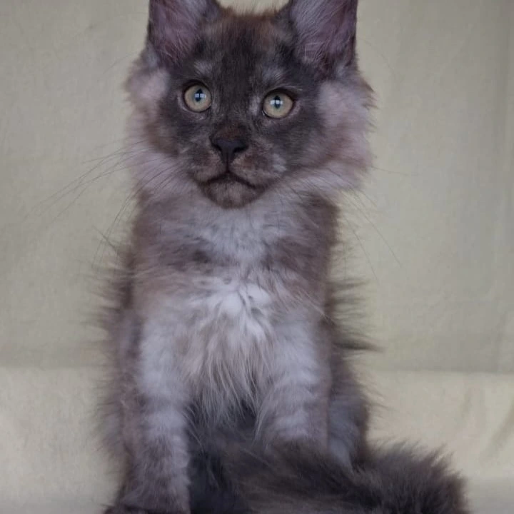 James Maine Coon Kittens | Kitten for sale. 