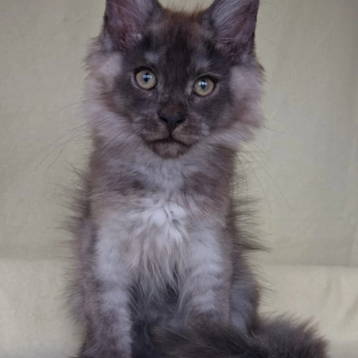 James Maine Coon Kittens | Kitten for sale. 