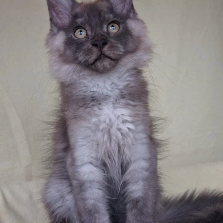 James Maine Coon Kittens | Kitten for sale. 