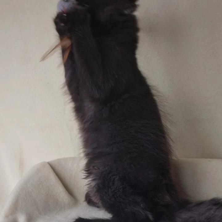 Jое Maine Coon Kittens | Buy a kitten. 