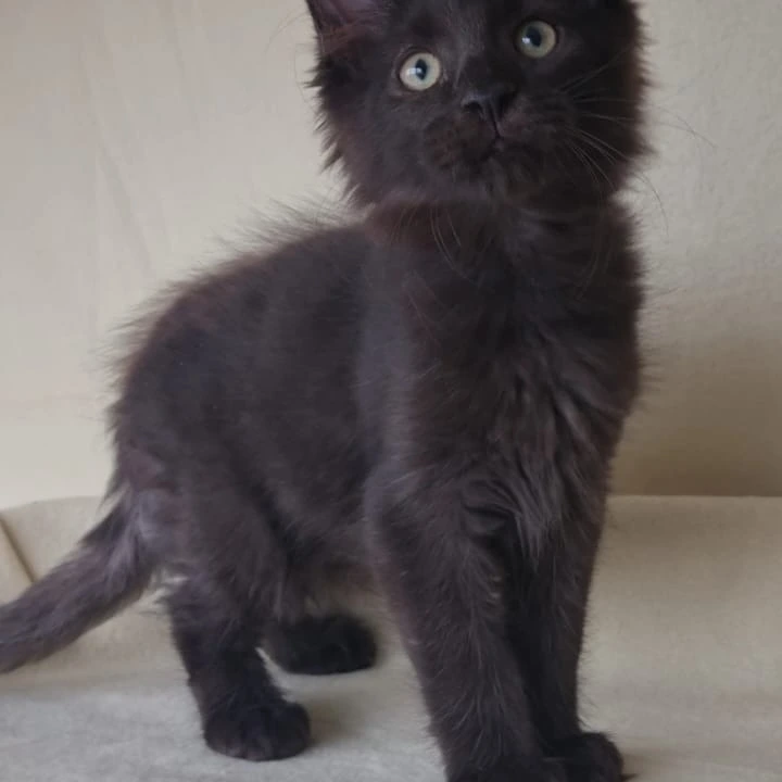 Jое Maine Coon Kittens | Buy a kitten. 