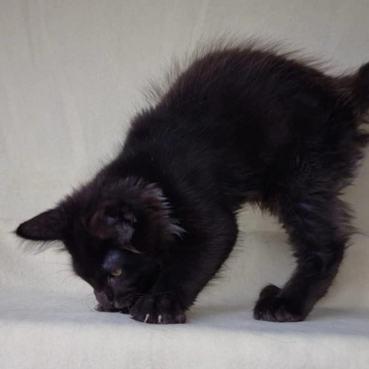 Jое Maine Coon Kittens | Buy a kitten. 