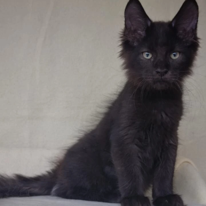 Jое Maine Coon Kittens | Buy a kitten. 