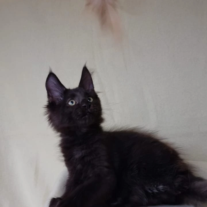 Jое Maine Coon Kittens | Buy a kitten. 