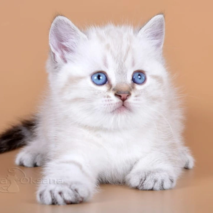 Rufus British Shorthair Kittens | Large selection of kittens. 