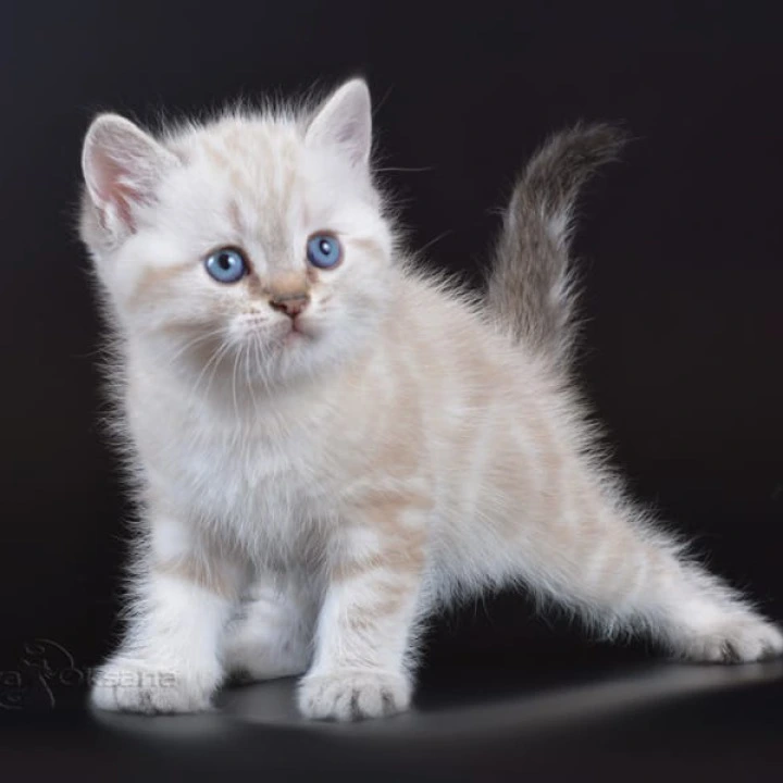 Rufus British Shorthair Kittens | Large selection of kittens. 