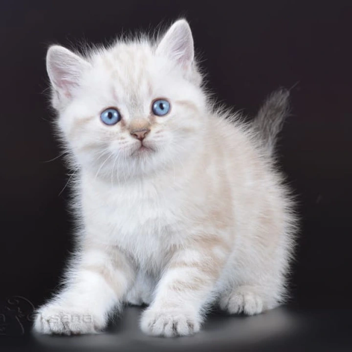 Rufus British Shorthair Kittens | Large selection of kittens. 