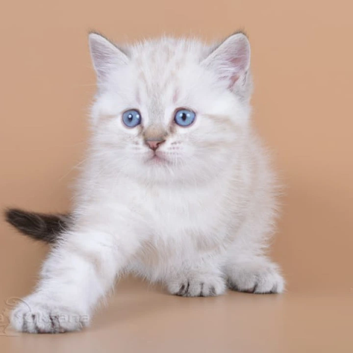 Rufus British Shorthair Kittens | Large selection of kittens. 