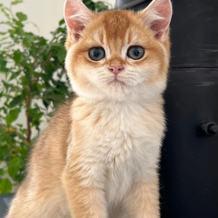 Irvin British Shorthair Kittens | Kitten for sale. 