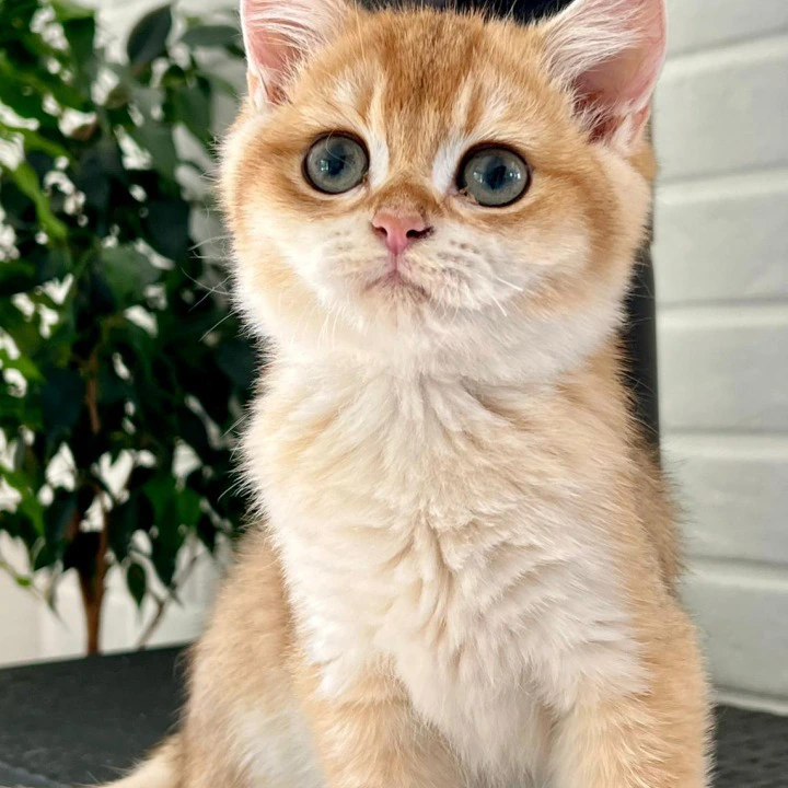 Irvin British Shorthair Kittens | Kitten for sale.