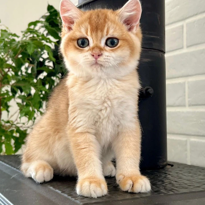 Irvin British Shorthair Kittens | Kitten for sale.