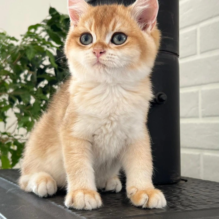 Irvin British Shorthair Kittens | Kitten for sale.