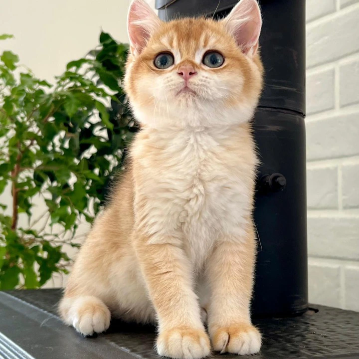 Irvin British Shorthair Kittens | Kitten for sale. 