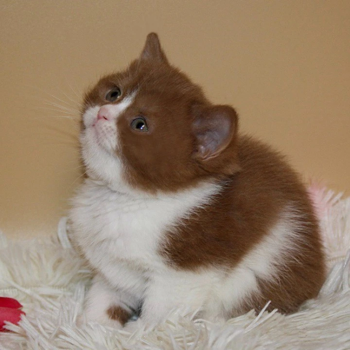 Irene British Shorthair Kittens | Kittens for sale. 