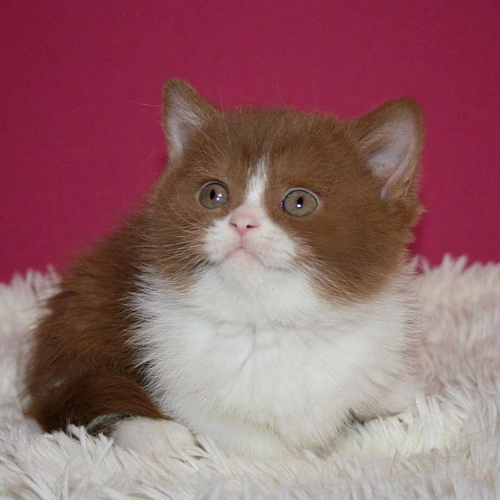 Irene British Shorthair Kittens | Kittens for sale. 