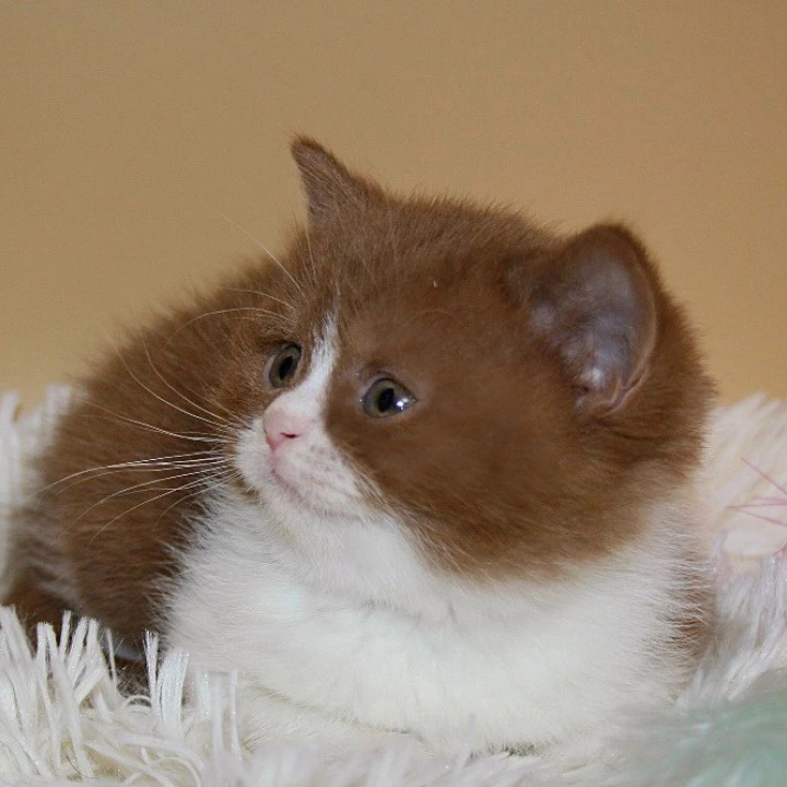 Irene British Shorthair Kittens | Kittens for sale. 