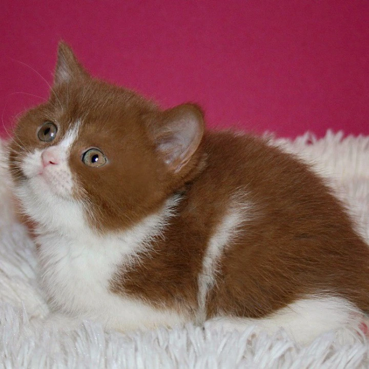 Irene British Shorthair Kittens | Kittens for sale. 