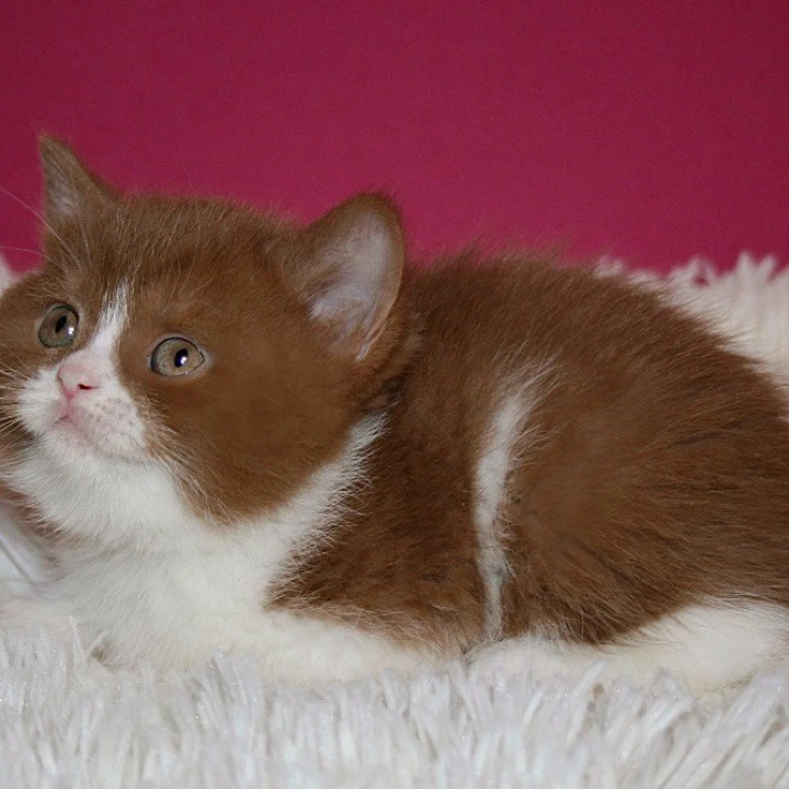 Irene British Shorthair Kittens | Kittens for sale. 