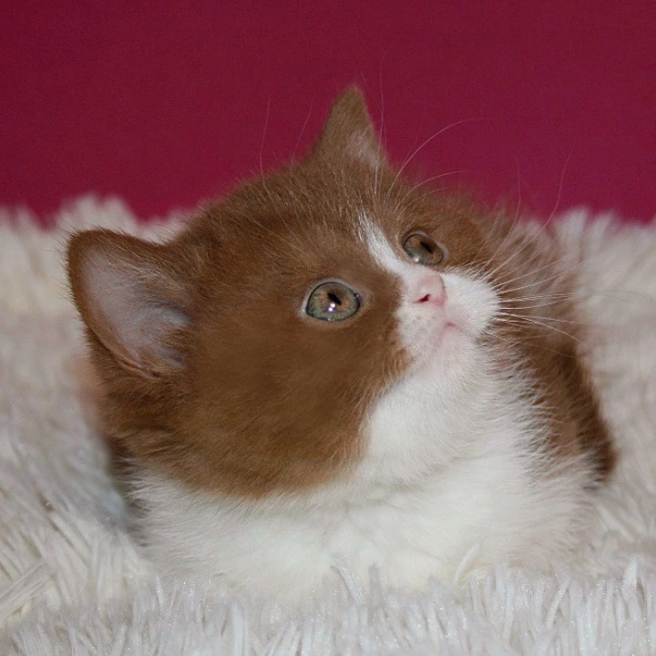 Irene British Shorthair Kittens | Kittens for sale. 