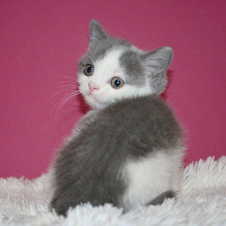 Harrison British Shorthair Kittens | Large selection of kittens. 