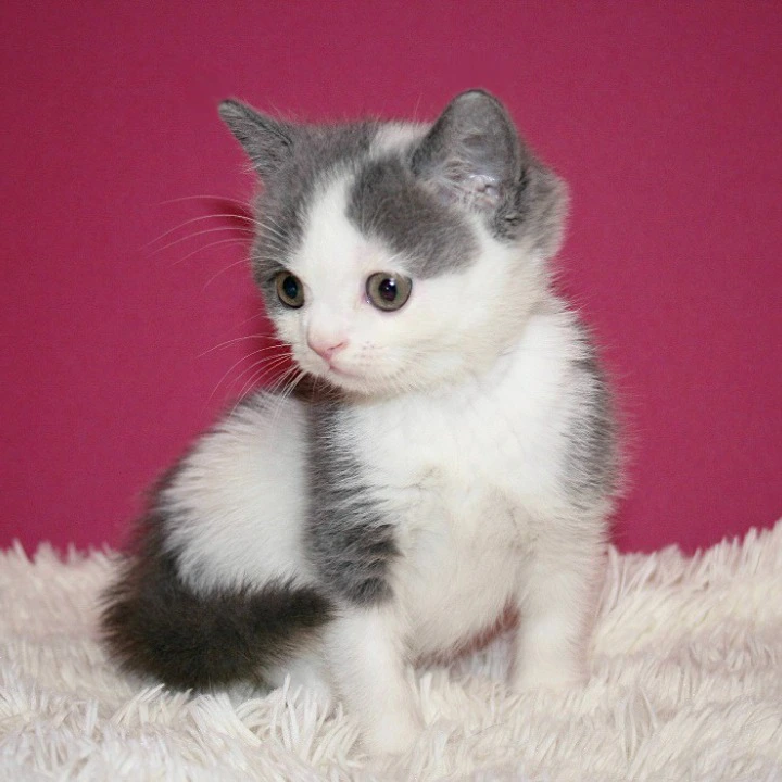 Harrison British Shorthair Kittens | Large selection of kittens. 