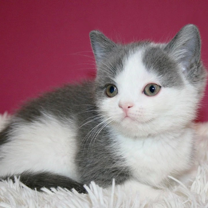Harrison British Shorthair Kittens | Large selection of kittens. 