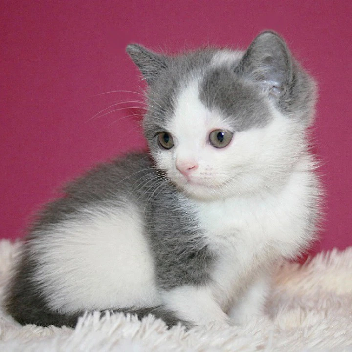 Harrison British Shorthair Kittens | Large selection of kittens. 