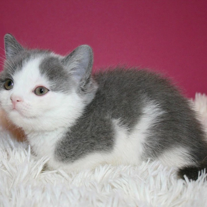 Harrison British Shorthair Kittens | Large selection of kittens. 