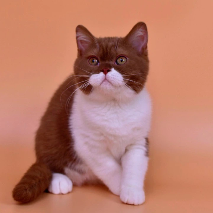 Nats British Shorthair Kittens | Large selection of kittens. 