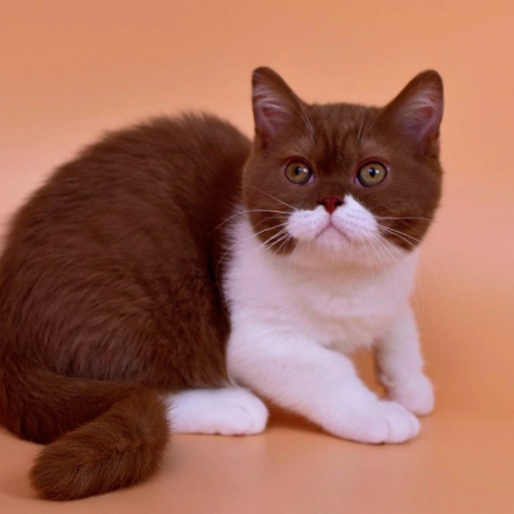 Nats British Shorthair Kittens | Large selection of kittens. 