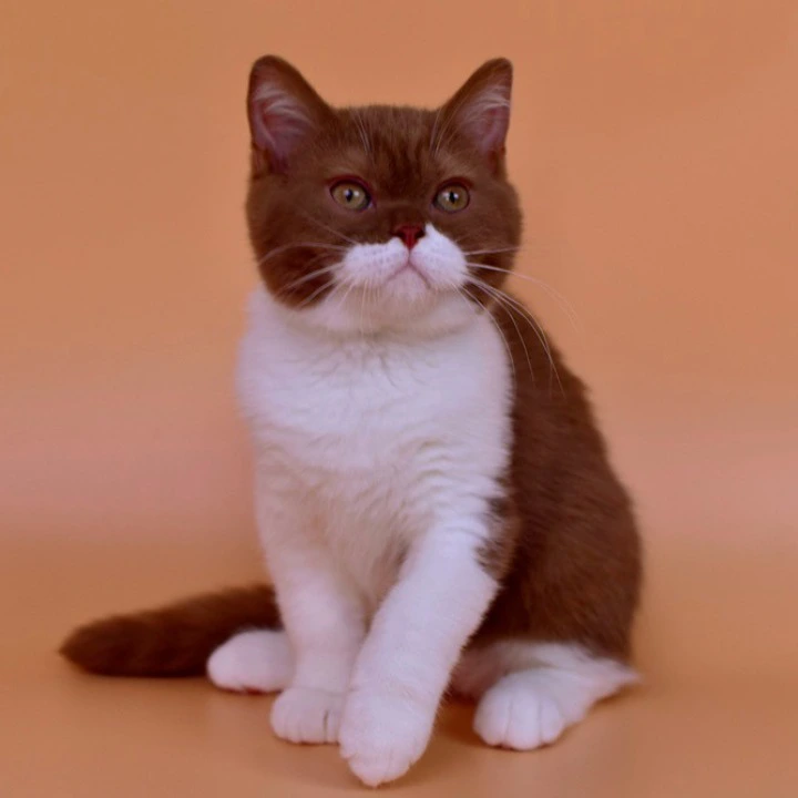 Nats British Shorthair Kittens | Large selection of kittens. 