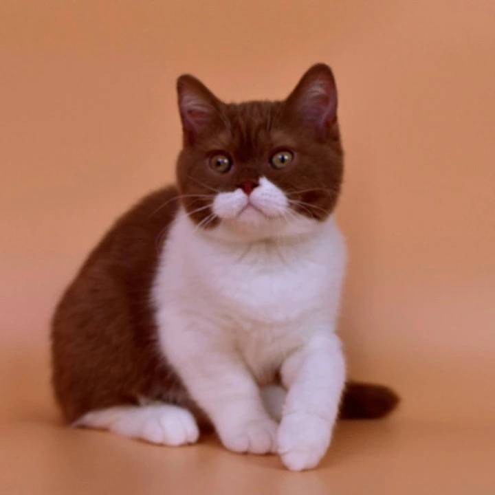 Nats British Shorthair Kittens | Large selection of kittens. 