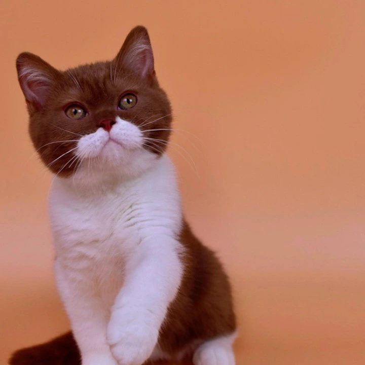 Nats British Shorthair Kittens | Large selection of kittens. 