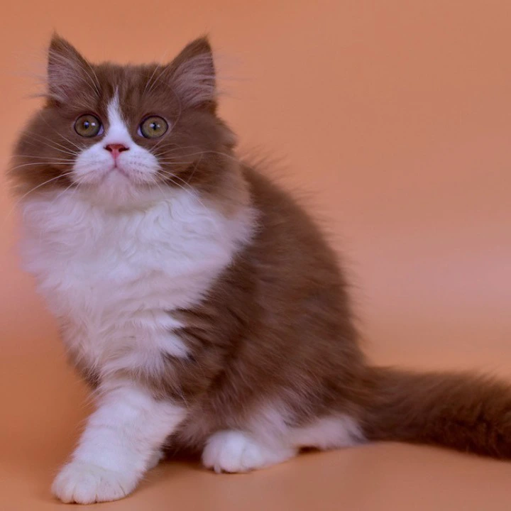 Nica Longhair British Shorthair Kittens | Kittens for sale. 