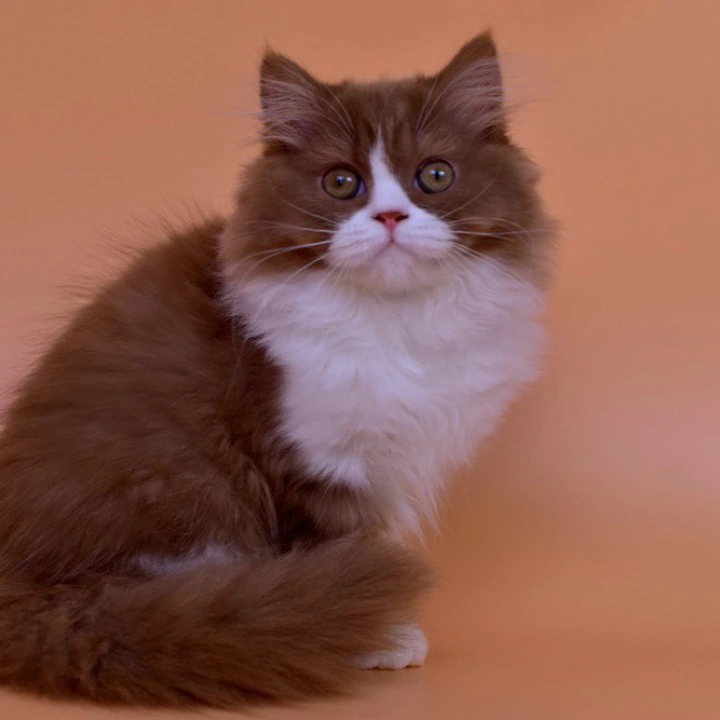 Nica Longhair British Shorthair Kittens | Kittens for sale. 