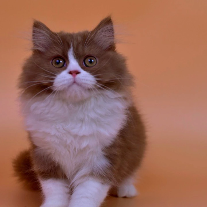 Nica Longhair British Shorthair Kittens | Kittens for sale. 