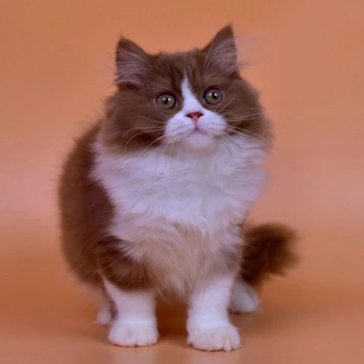 Nica Longhair British Shorthair Kittens | Kittens for sale. 