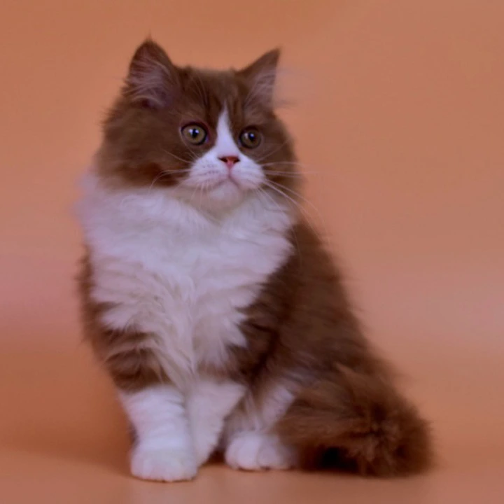 Nica Longhair British Shorthair Kittens | Kittens for sale. 