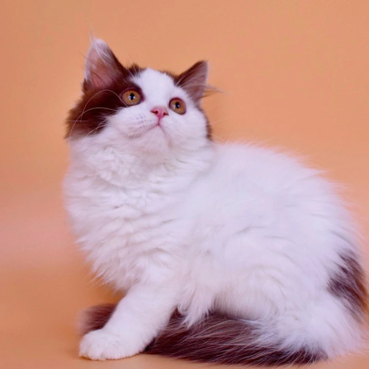 Pepa Longhair British Shorthair Kittens | Buy a kitten. 