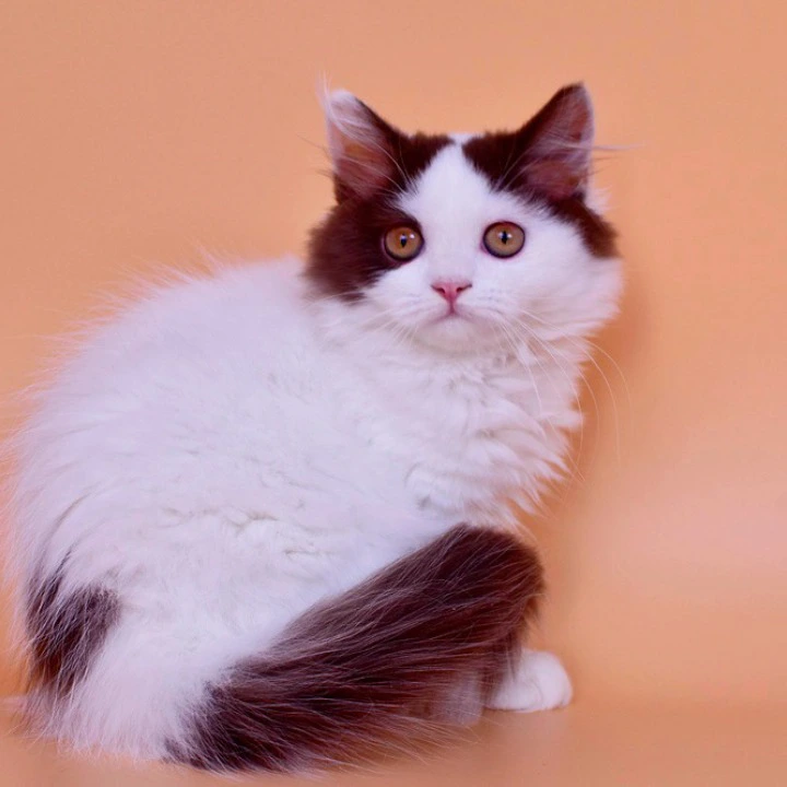 Pepa Longhair British Shorthair Kittens | Buy a kitten. 